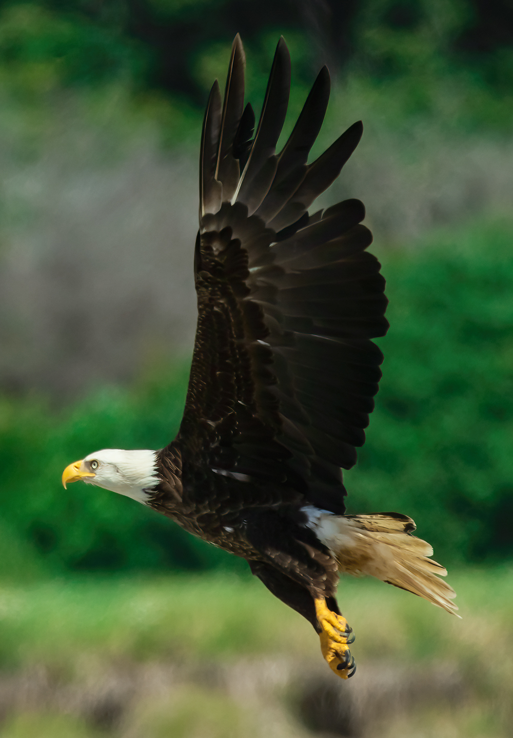 Washington Coast Eagle 05